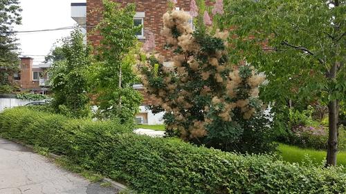 3 bedrooms apartment for rent in Montreal - Ahuntsic-Cartierville — photo 23