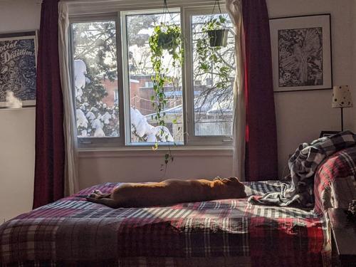 1 bedroom apartment for rent in Montreal - Villeray–Saint-Michel–Parc-Extension — photo 8