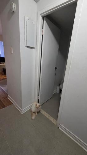 Studio for rent in Montreal - Le Plateau-Mont-Royal — photo 4