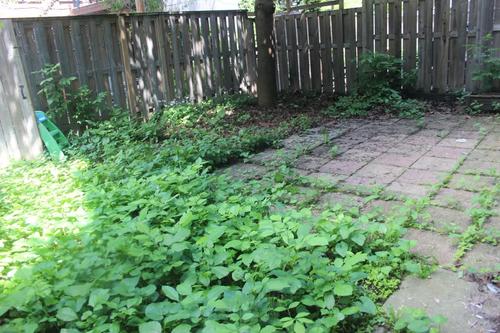 Appartement de 2 chambres à louer à Montreal - Rosemont–La Petite-Patrie — photo 24
