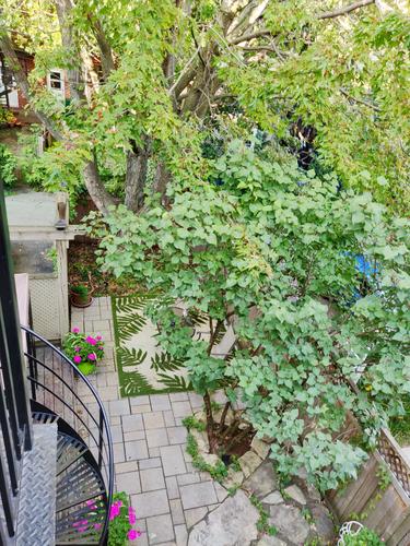 2 bedrooms apartment for rent in Montreal - Ville-Marie — photo 10