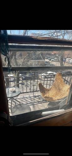 2 bedrooms apartment for rent in Montreal - Le Plateau-Mont-Royal — photo 7