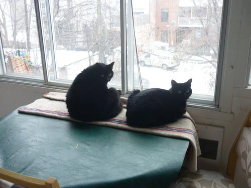 Appartement de 3 chambres à louer à Montreal - Le Plateau-Mont-Royal — photo 2