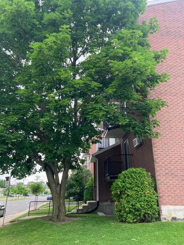 2 bedrooms apartment for rent in Laval — photo 2