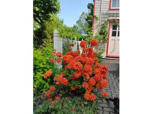 3 bedrooms apartment for rent in Lévis — photo 17
