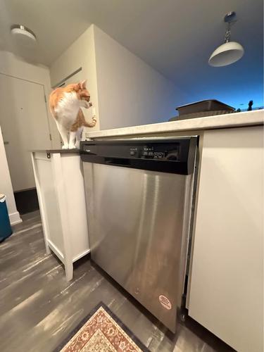 Appartement de 1 chambre à louer à Montreal - Ville-Marie — photo 3