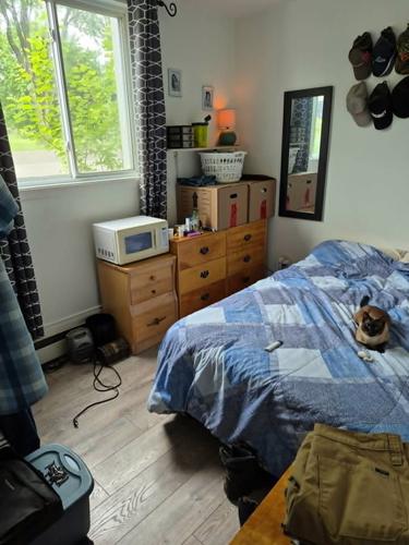 1 bedroom apartment for rent in Lévis — photo 7