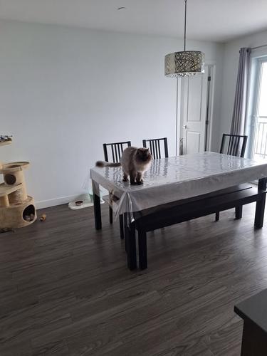 Studio for rent in Sherbrooke — photo 4