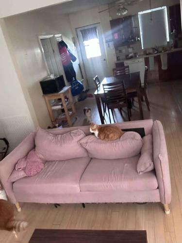 Appartement de 2 chambres à louer à Québec - Beauport — photo 3