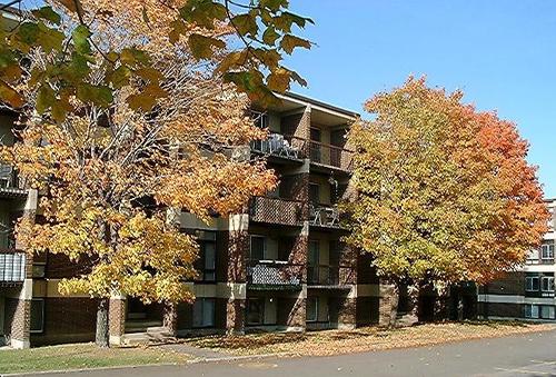 Appartement de 2 chambres à louer à Québec - Sainte-Foy–Sillery–Cap-Rouge — photo 4