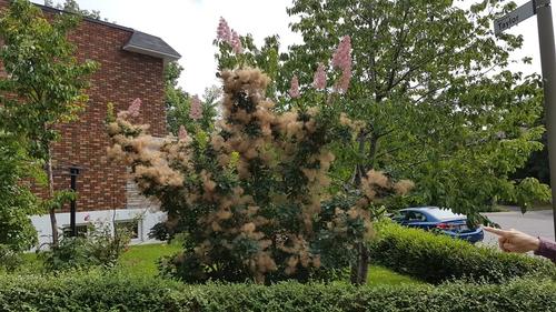3 bedrooms apartment for rent in Montreal - Ahuntsic-Cartierville — photo 24