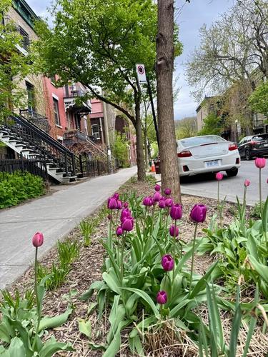 Appartement de 4 chambres à louer à Montreal - Le Plateau-Mont-Royal — photo 8