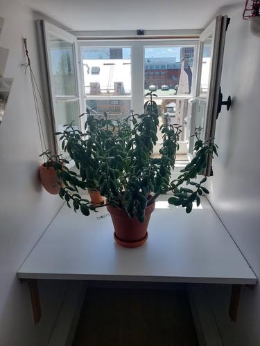 Appartement de 1 chambre à louer à Québec - La Cité-Limoilou — photo 9