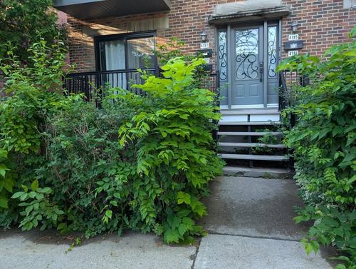 Appartement de 1 chambre à louer à Montreal - Rosemont–La Petite-Patrie — photo 8