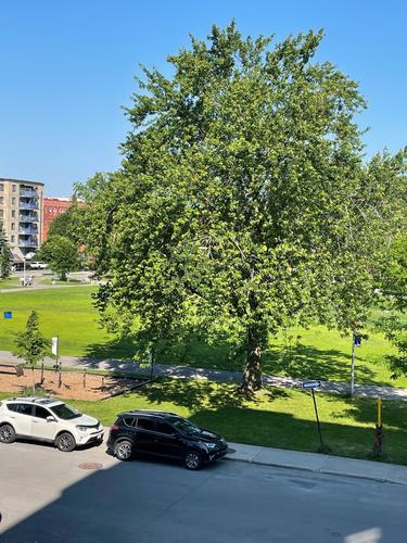 Studio for rent in Montreal - Côte-des-Neiges–Notre-Dame-de-Grâce — photo 3