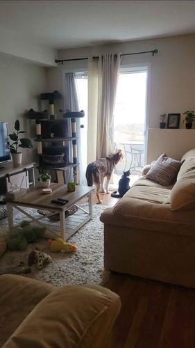Appartement de 1 chambre à louer à Gatineau — photo 3