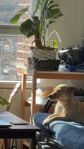 4 bedrooms apartment for rent in Montreal - Le Plateau-Mont-Royal — photo 16