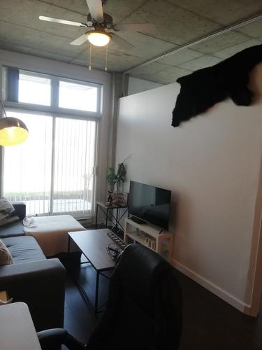 Appartement de 2 chambres à louer à Longueuil — photo 4